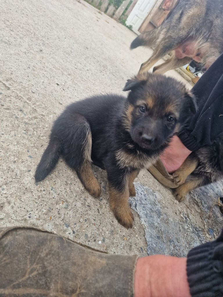 image for German shepherd pups