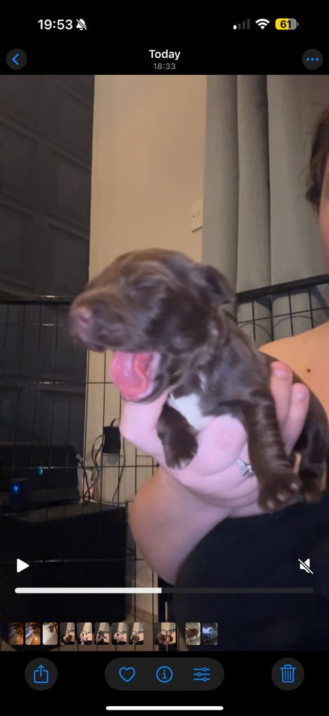 Cocker spaniel puppies