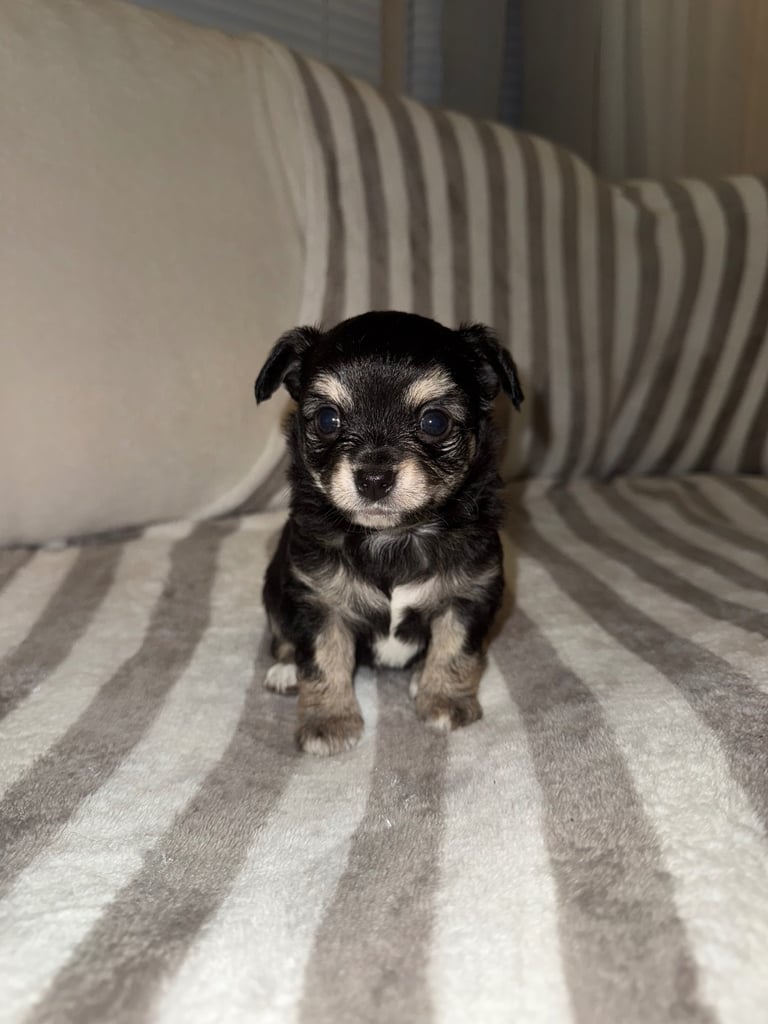 Chihuahua Puppies 💕💙