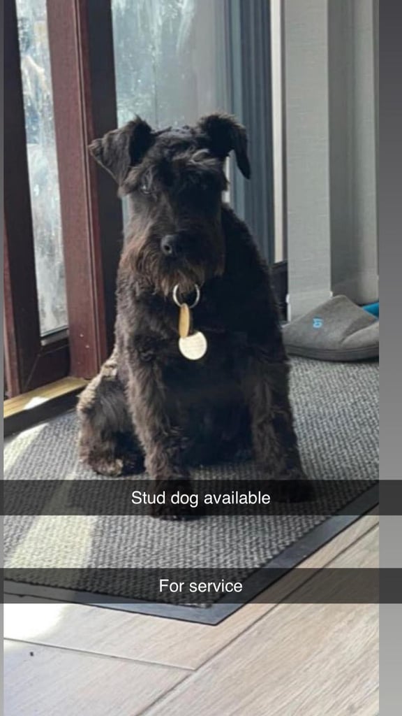 MINIATURE SCHNAUZER KENNEL CLUB REG