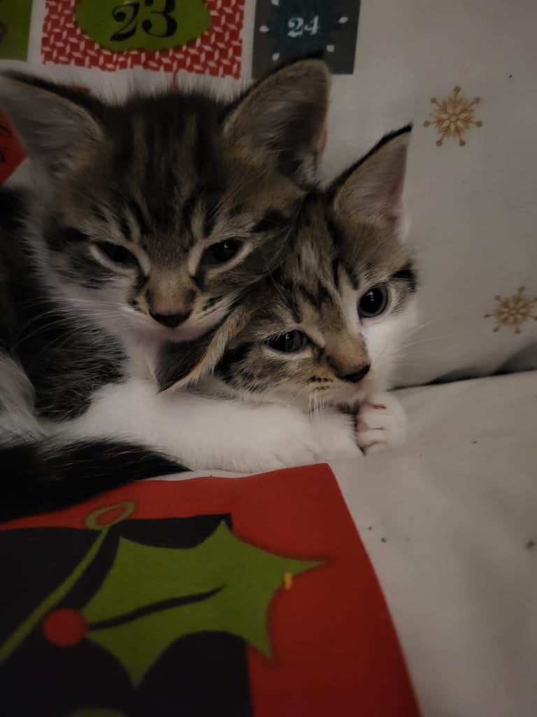 Kittens 