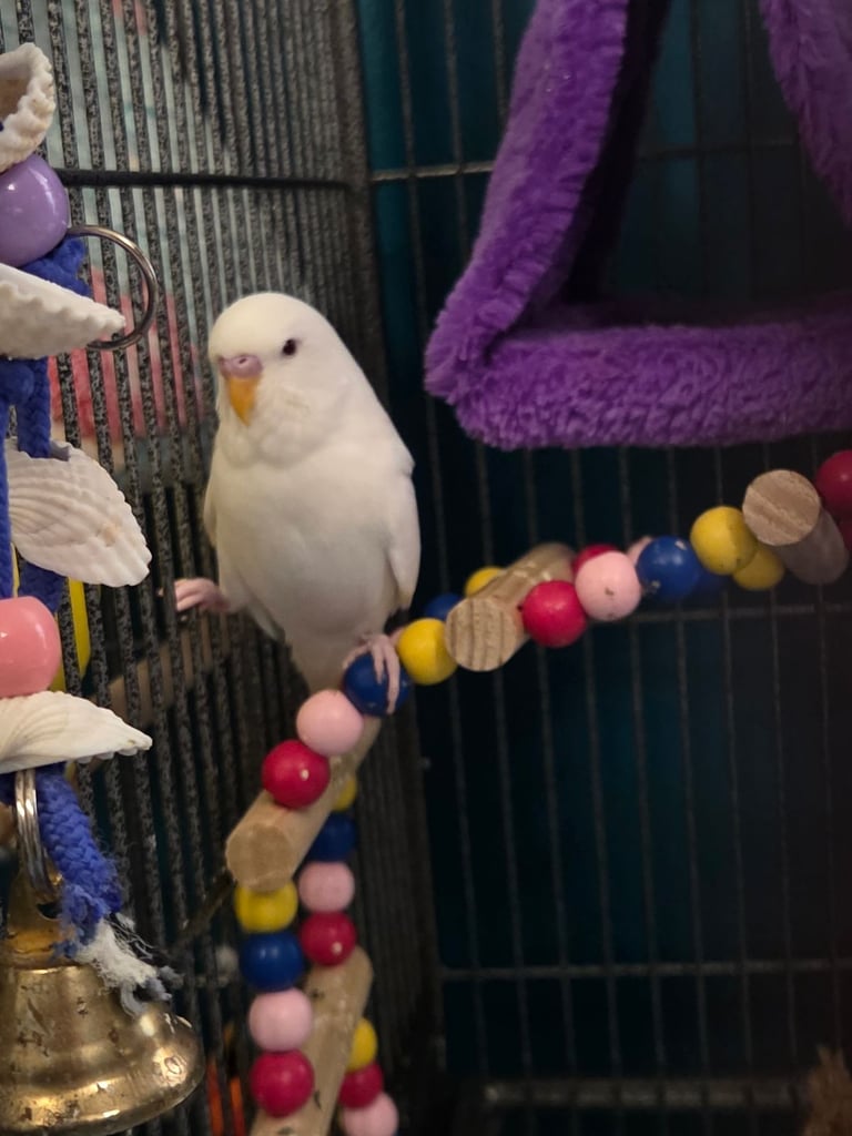 image for TWO LOVELY BUDGIES 