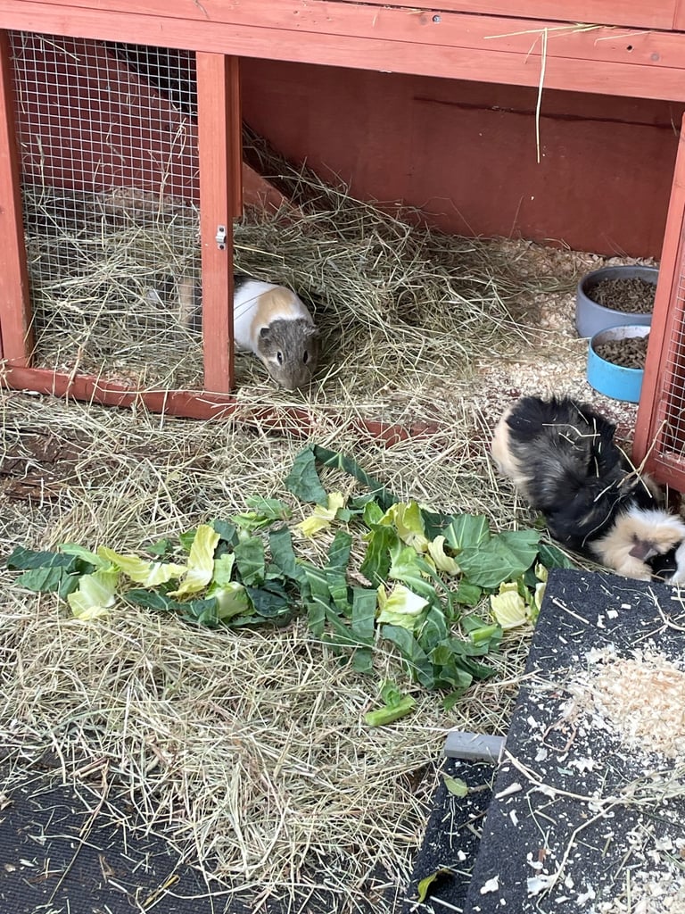 2 male guinea pigs 