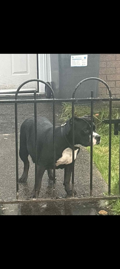 image for Staffy pups mixed