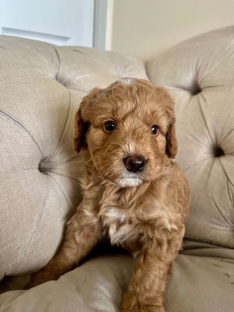 Beautiful Cavapoochon Puppies