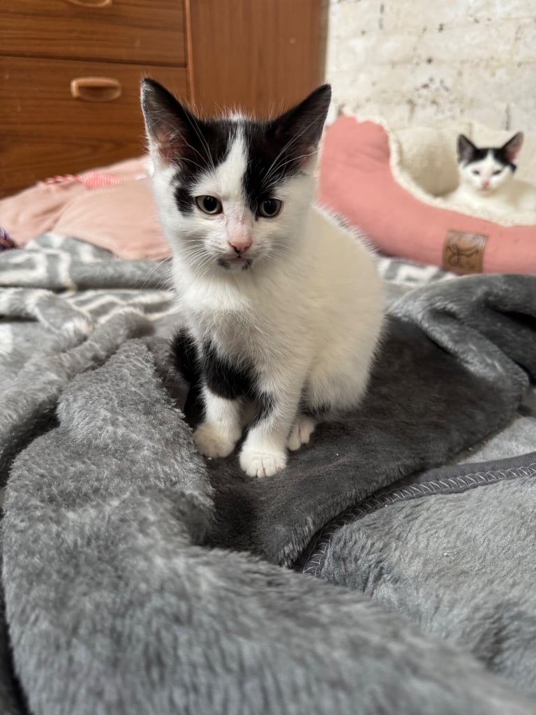 Two adorable 8-week-old European shorthair kittens – playful male duo! 🐱
