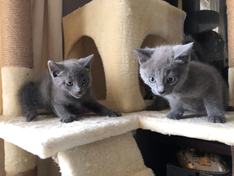 Shorthair Kittens Purebred Russian Blue Kittens For Sale Cat