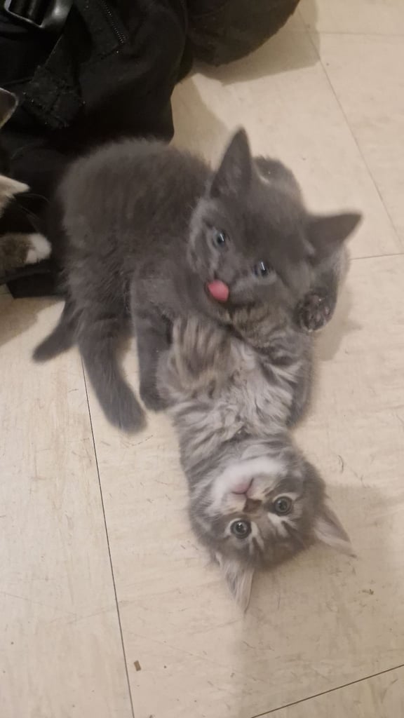 3 Kittens For Sale 