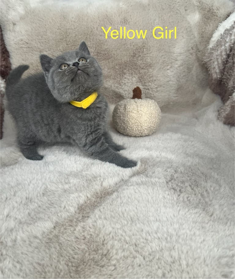 Beautiful British Shorthair Kittens