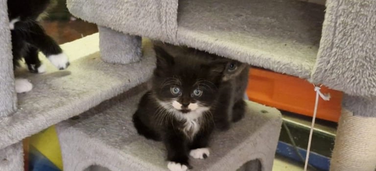 *1 left* Gorgeous kittens for sale 