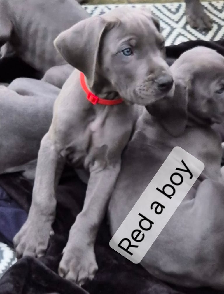 Great Dane puppies ready to go 