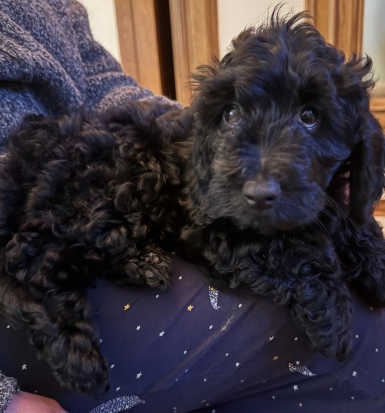 Cockapoo pups f1 3 all black girls left