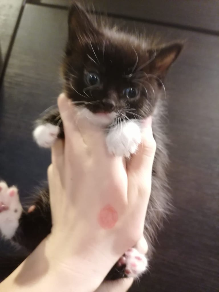 Kittens