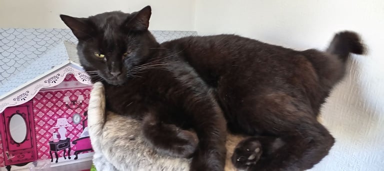 Brother and sister titch & lola 