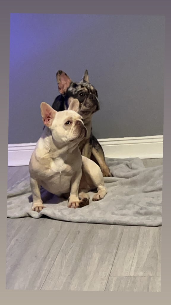 Beautiful French bulldog pups 