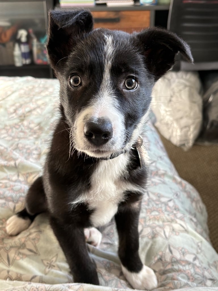 image for Border Collie Puppy - Male, 12 weeks