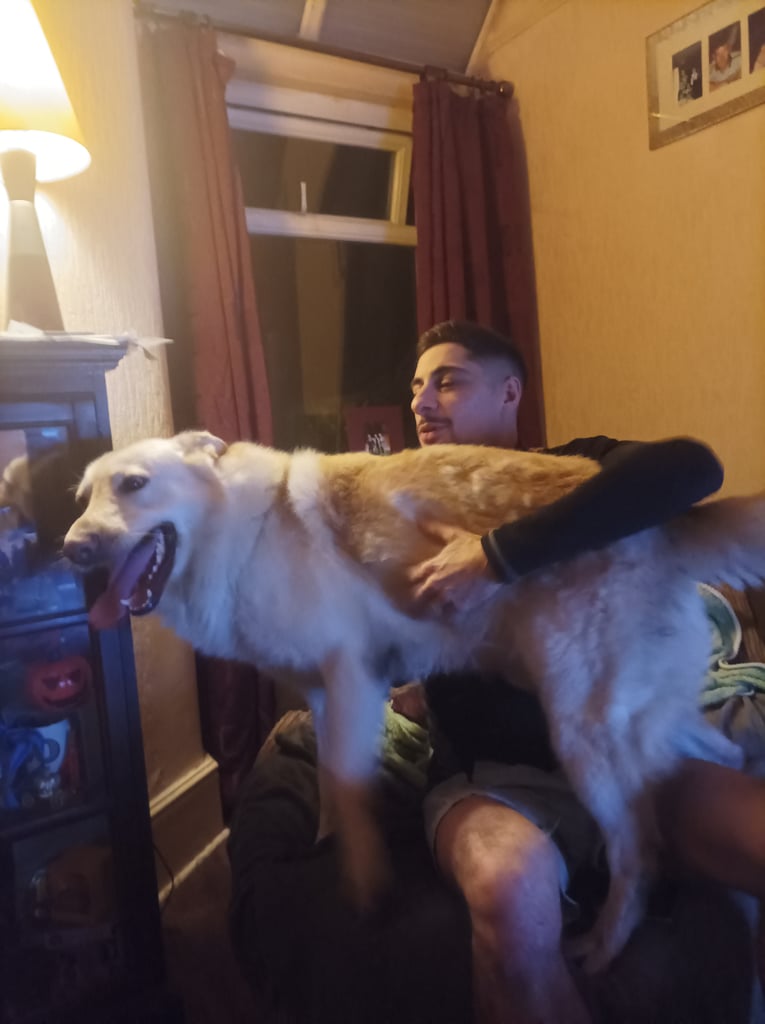 Northern Inuit X apricot German shepherd puppie