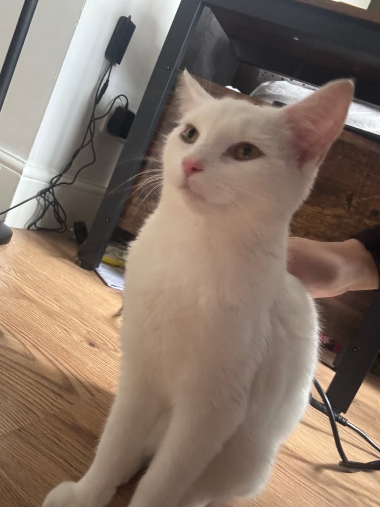 6 months old white kitten 