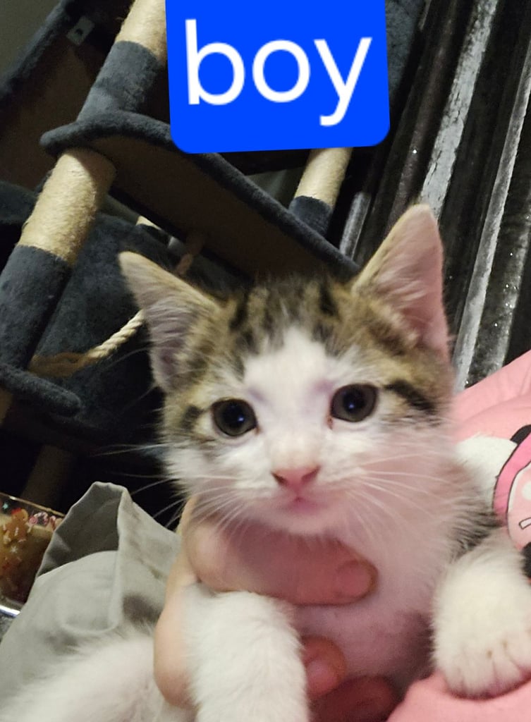 STILL AVAILABLE.  12 week old kittens ready to go now 