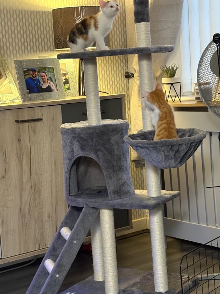 Boy and girl kitten and play zone 