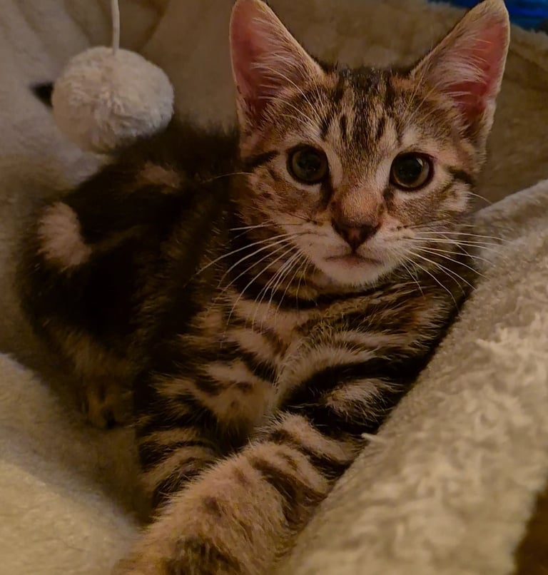 🐾 Beautiful 12 Weeks Old Kitten Ready for New Homes 🐾