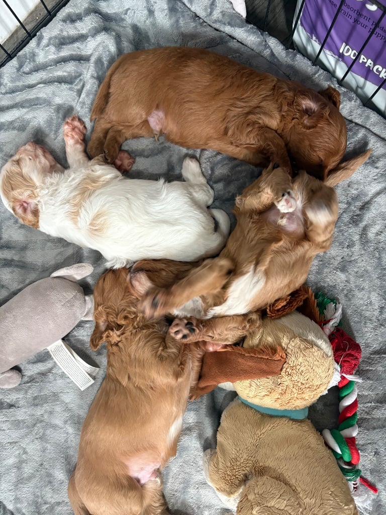 Cavapoo puppy’s 