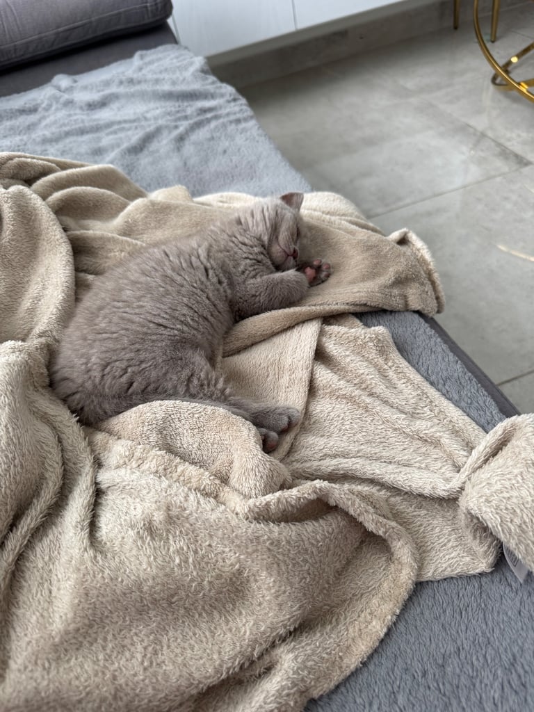 British shorthair kittens 