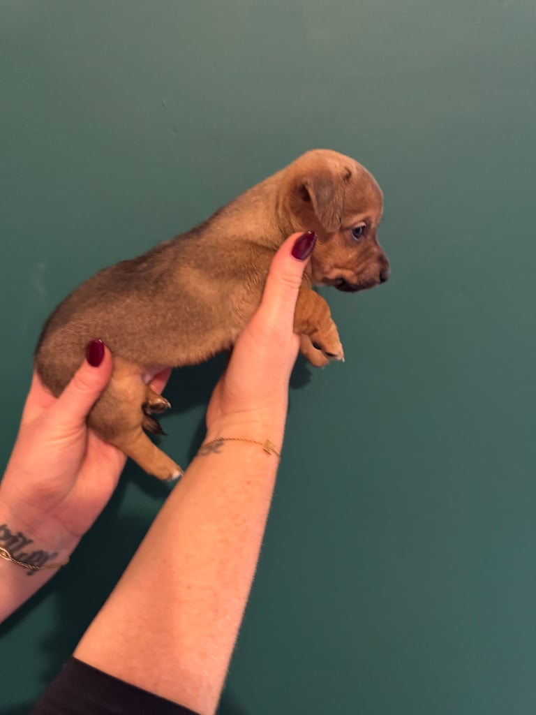 Dachshund x Jack Russel Puppies 