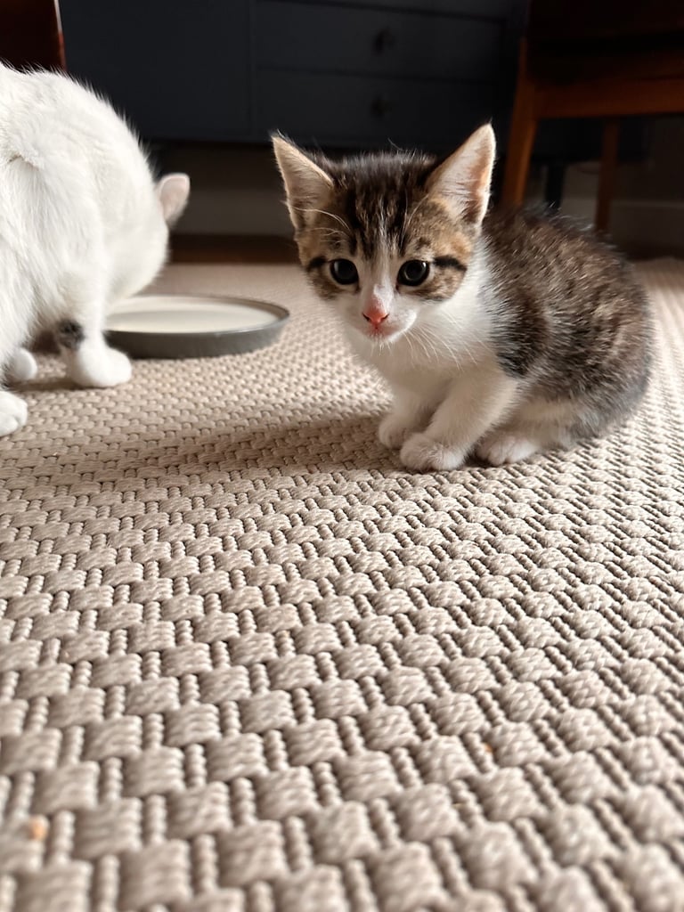 Kittens for sale