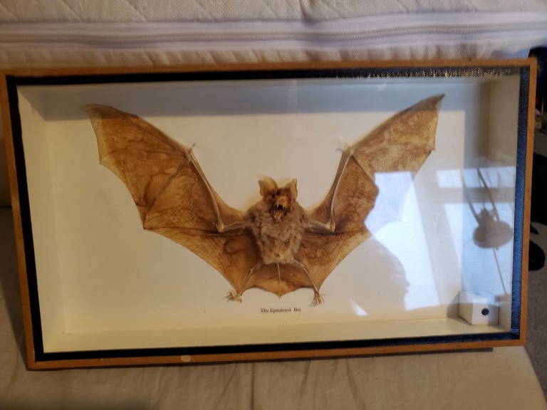 image for Bat taxidermy 