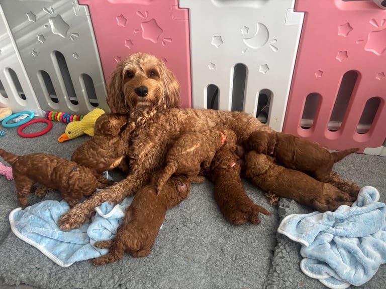Golden doodles F1bb puppies hypoallergenic and malting