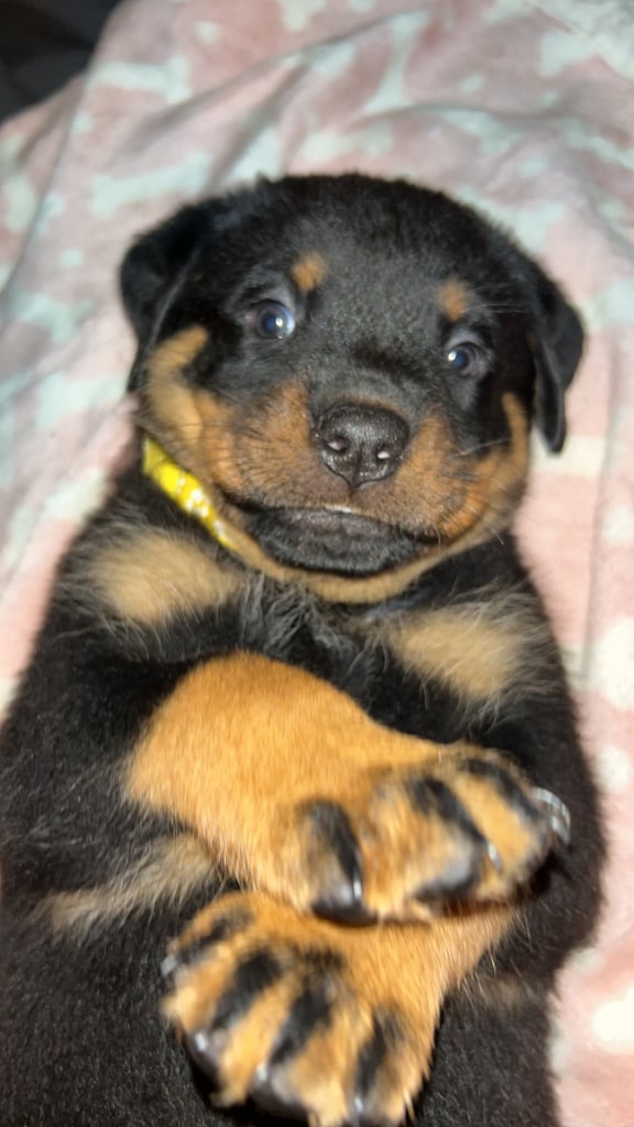 Beautiful Rottweiler pups