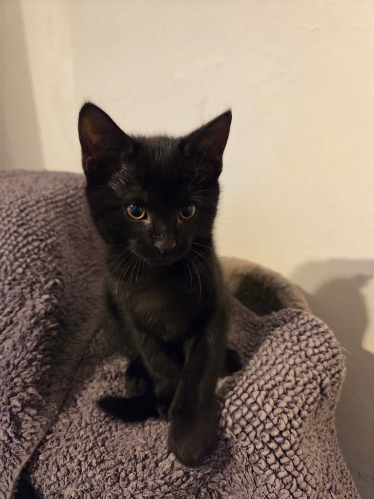 Adorable black Kitten Ready for Their New Homes! 🐾