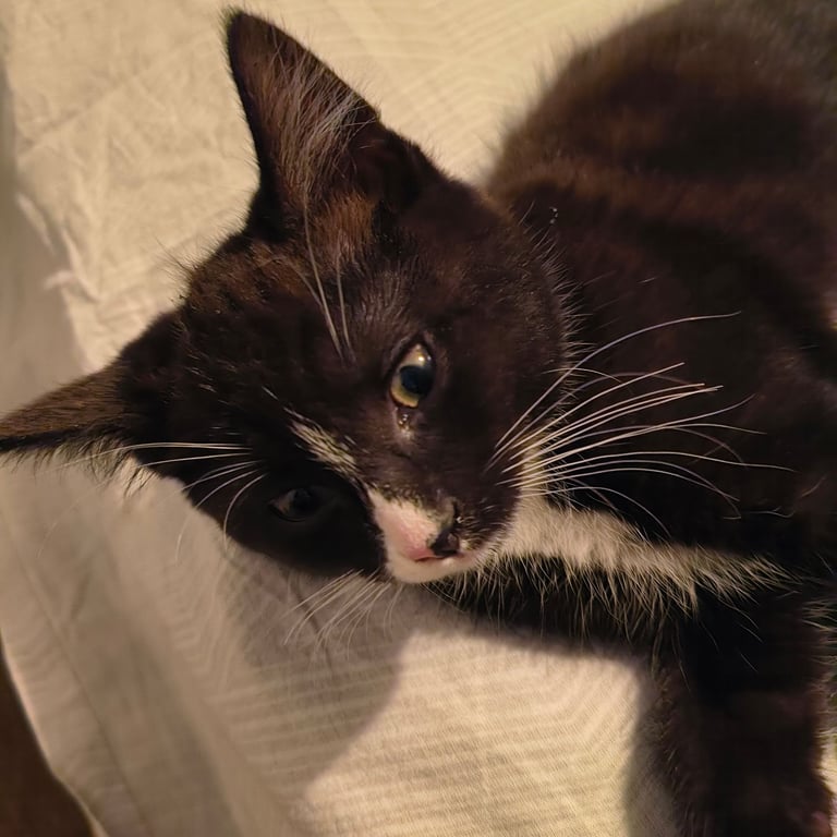 Kittens ready to go!