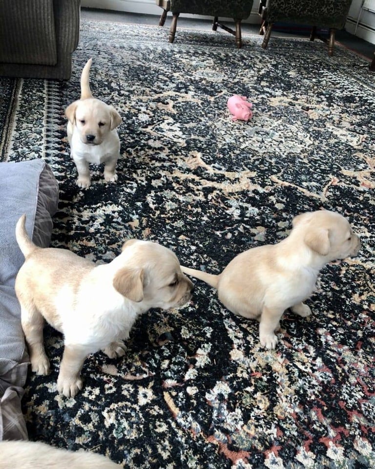 STUNNING LABRADOR PUPPIES 