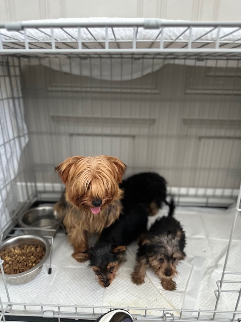  Male yorkie  pup for sale 