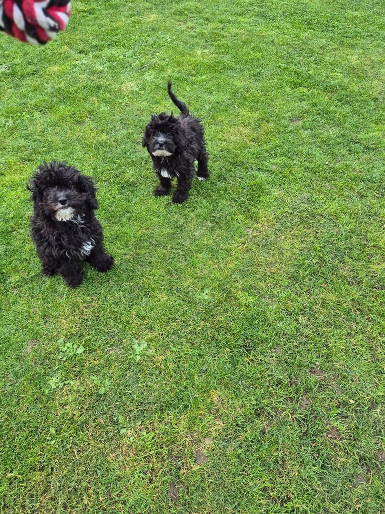 F2 COCKAPOOS FAMILY-REARED PETS