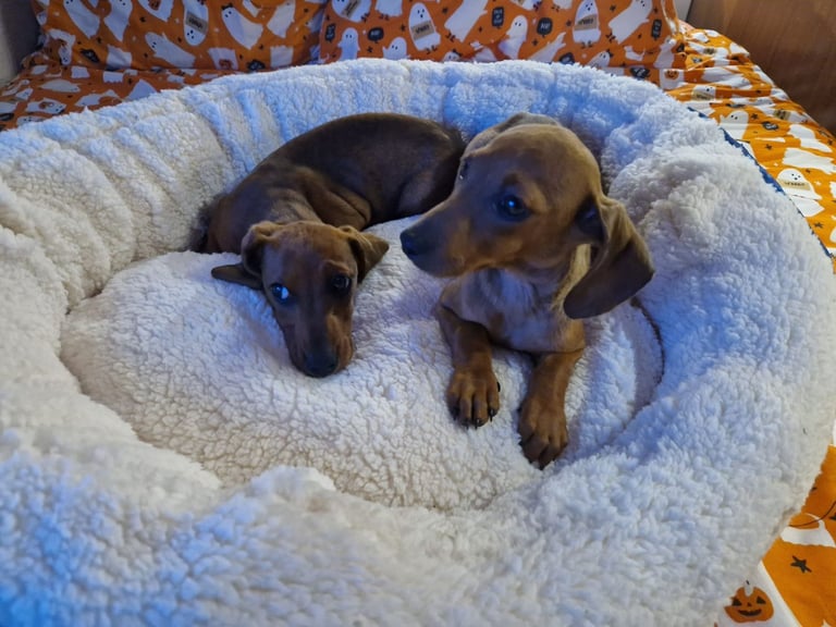 Beautiful full breed dachshund puppys