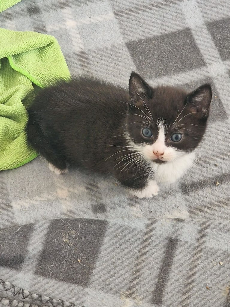 4 Beautiful Fluffy Kittens 