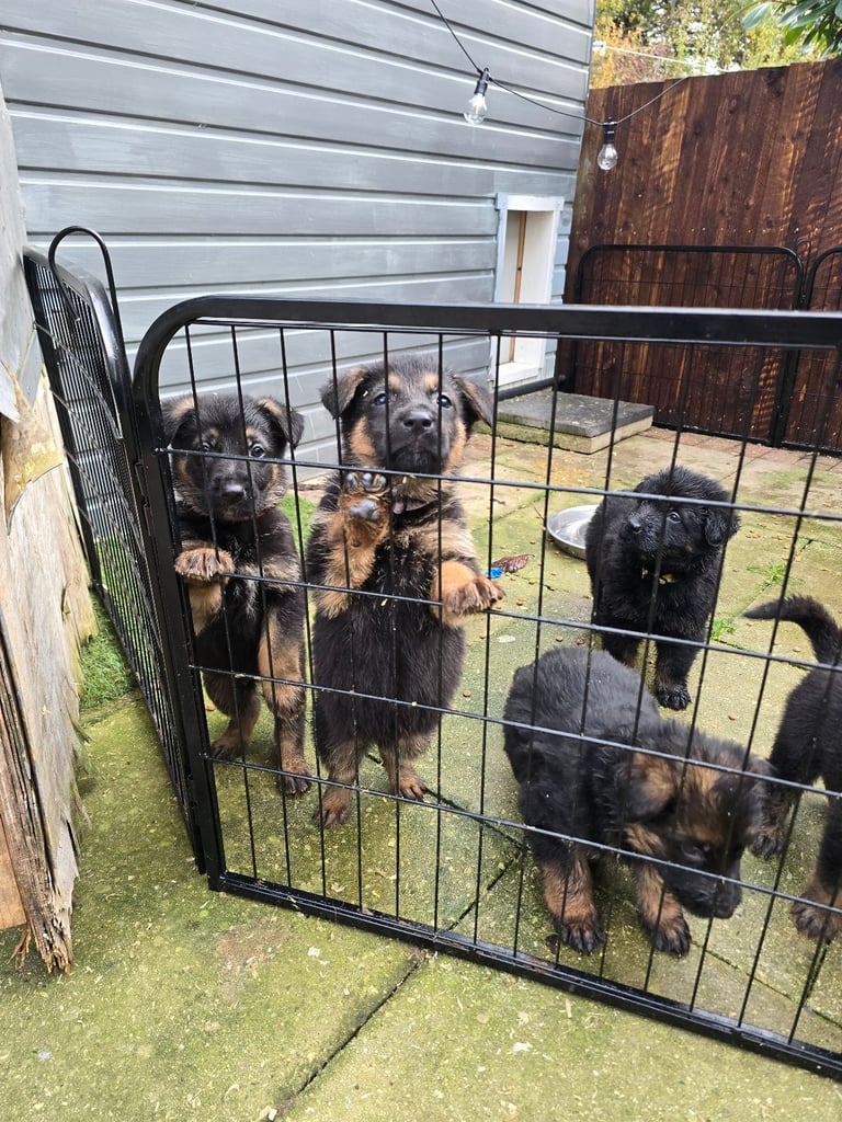 Pure breed German shepherd puppies for sale 