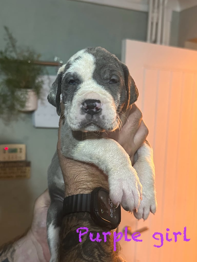 Blue KC registered Great Dane puppies