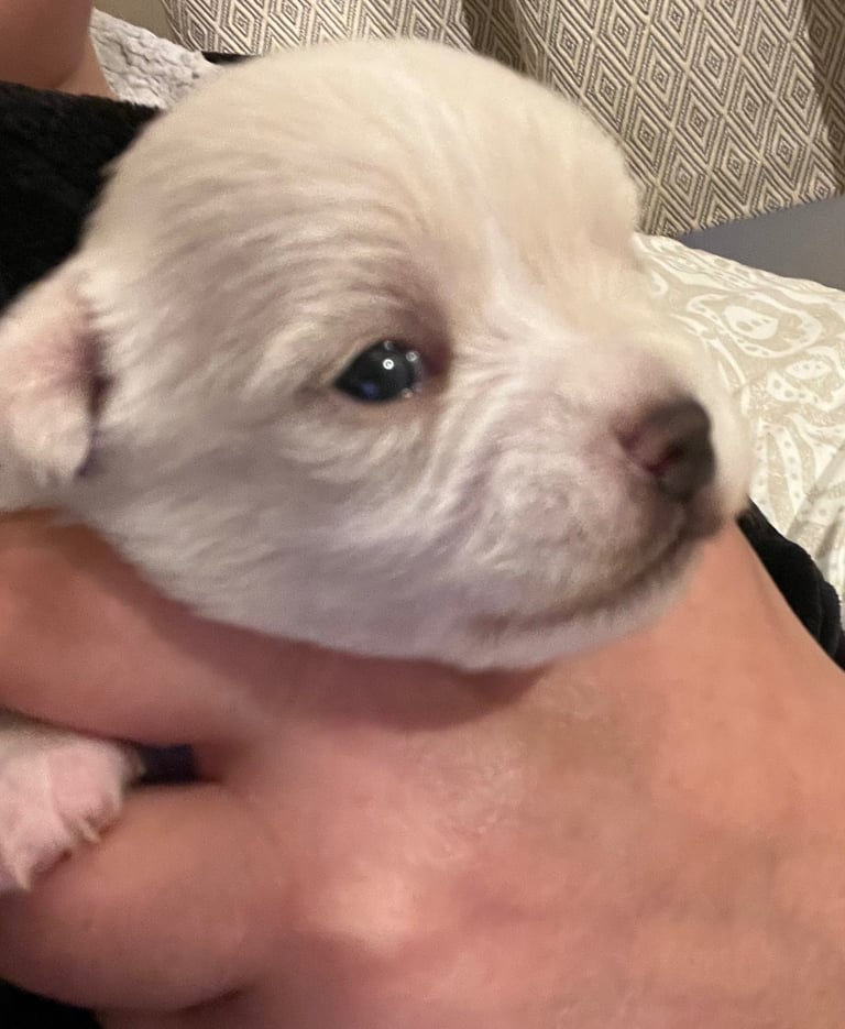 Chihuahua X Toy poodle