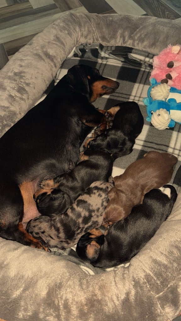 Miniature Dachshund Puppies 