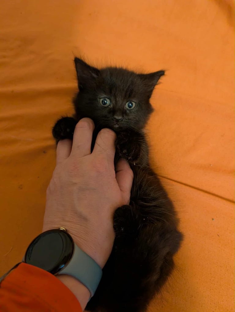 Adorable Kittens Looking for Loving Homes 