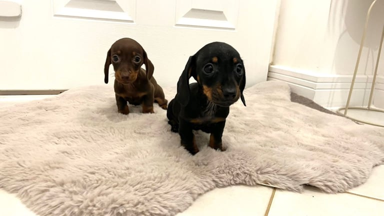 2 Miniature Dachshund Girl Puppies