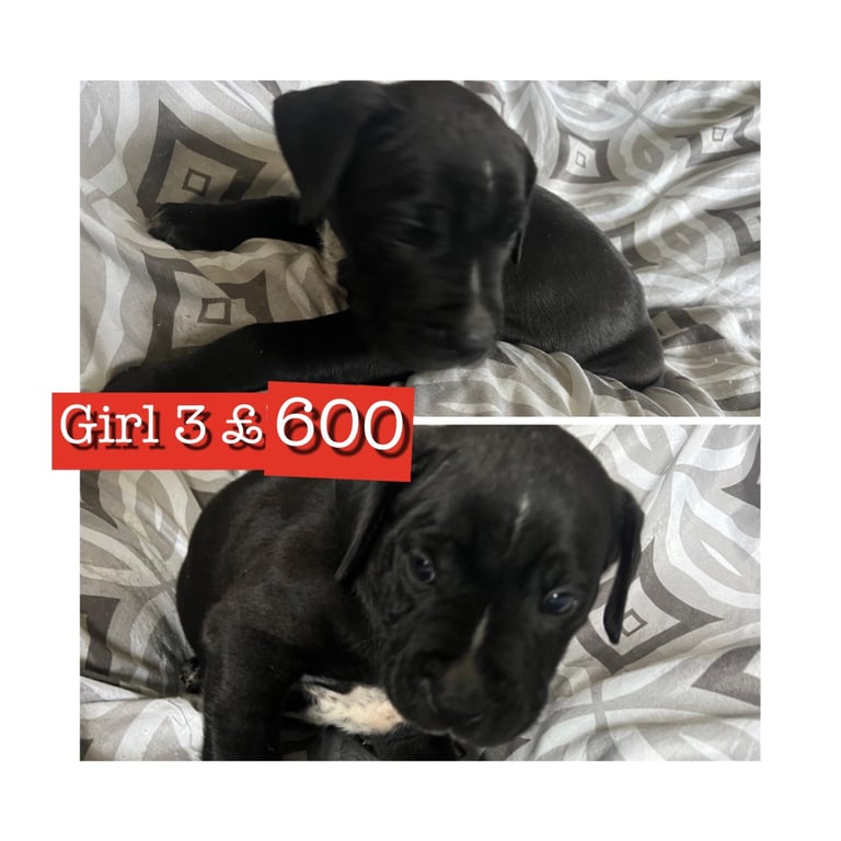 Stunning staffy X cane corso puppies 