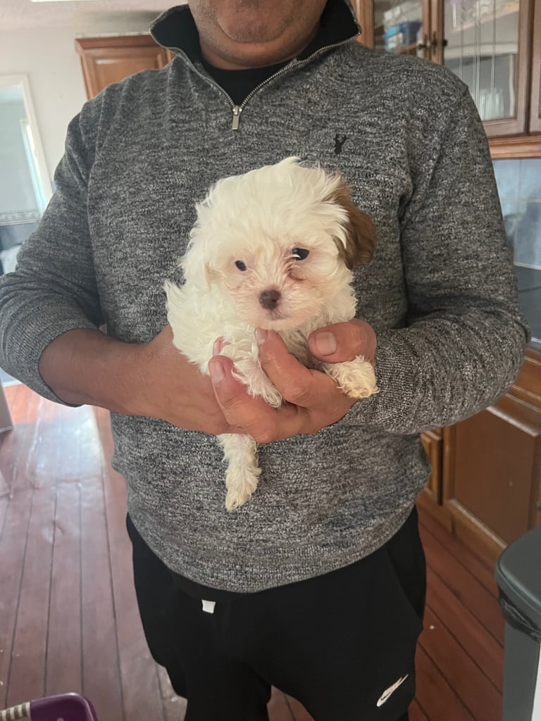 Maltese