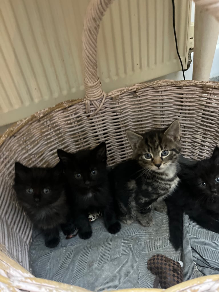 Fluffy Kittens For Sale (1 LEFT) 