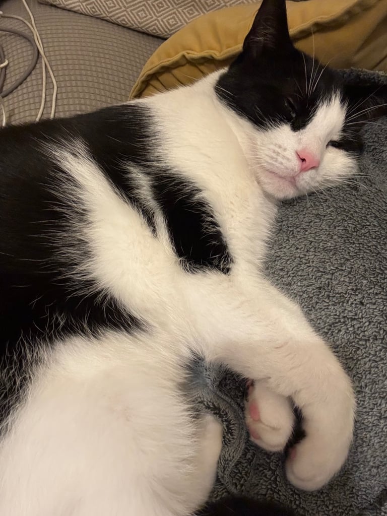Black white indoor and outdoor cat
