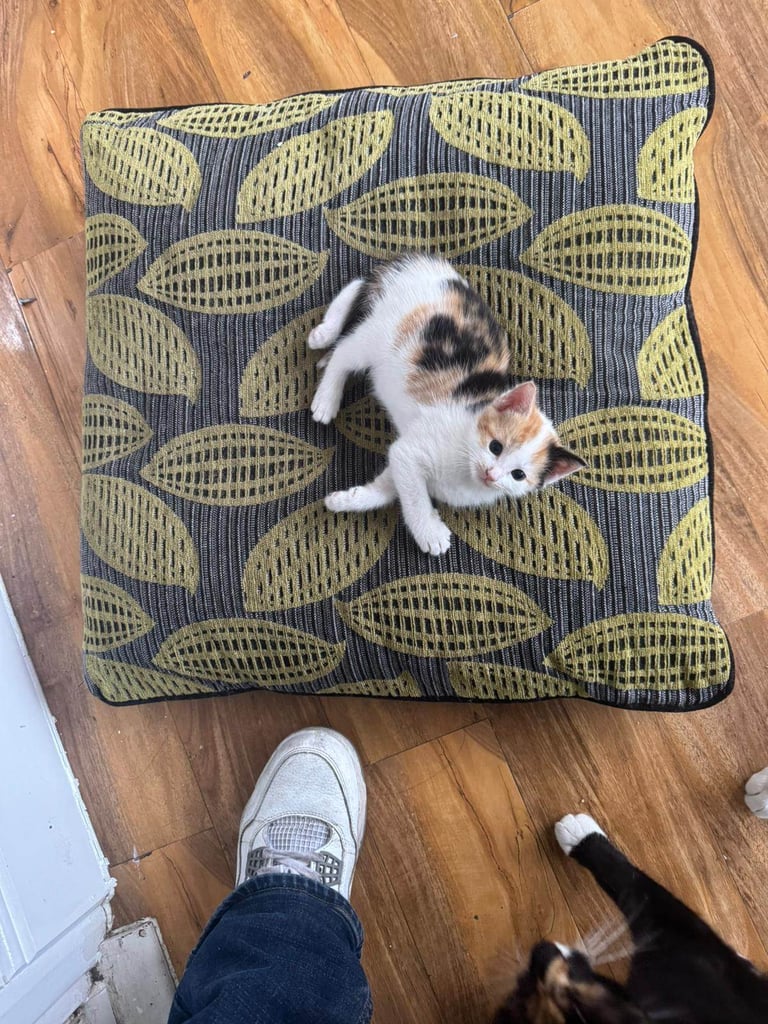 image for Beautiful kitten for sale